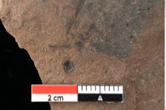 Foto (Detailansicht) von Rhytisma pythii Ettingshausen (NHMW-GEO-2024-0188-0080)